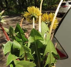 Taraxacum officinale