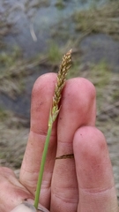 Carex sartwellii