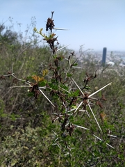 Vachellia rigidula