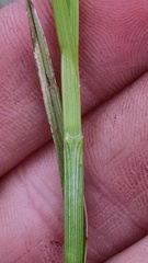 Carex sartwellii