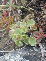 Saxifraga cernua