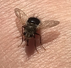 Epalpus