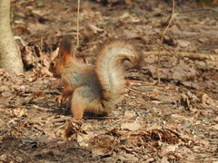 Sciurus vulgaris