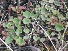 Saxifraga cernua