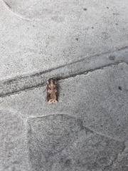 Feltia subterranea