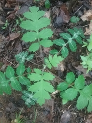 Hydrophyllum macrophyllum