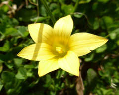 Romulea citrina