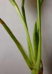 Romulea citrina