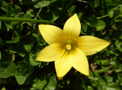 Romulea citrina