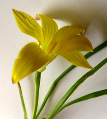 Romulea citrina
