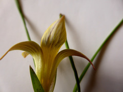 Romulea citrina