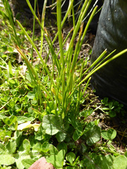 Romulea citrina