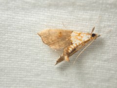 Agrotera nemoralis