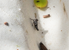 Bathysmatophorini