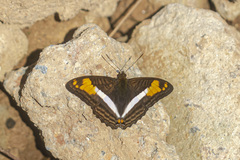 Adelpha malea goyama