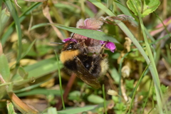 Bombus vestalis