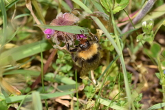 Bombus vestalis