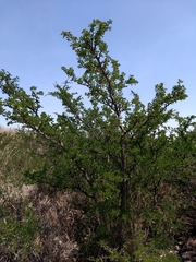 Vachellia rigidula