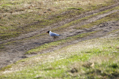 Chroicocephalus ridibundus