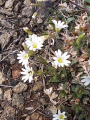 Cerastium velutinum