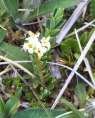 Pimelea oreophila