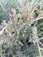 Juniperus pseudosabina