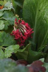 Primula maximowiczii
