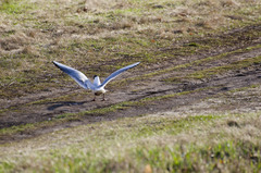 Chroicocephalus ridibundus