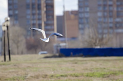 Chroicocephalus ridibundus