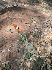 Sphaeralcea coulteri