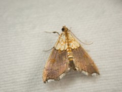 Agrotera nemoralis