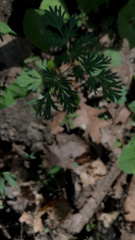 Dicentra canadensis