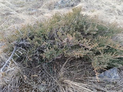 Juniperus pseudosabina