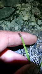 Eleocharis compressa