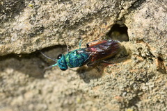 Chrysis terminata