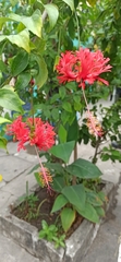 Hibiscus schizopetalus