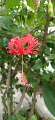Hibiscus schizopetalus