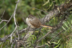 Asthenes dorbignyi usheri