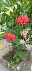 Hibiscus schizopetalus