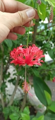 Hibiscus schizopetalus