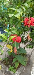 Hibiscus schizopetalus