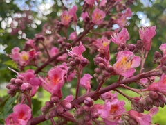 Aesculus × carnea