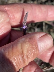 Verbena menthifolia