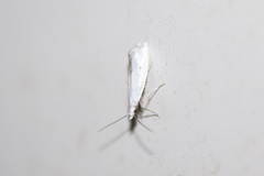 Eucalantica polita