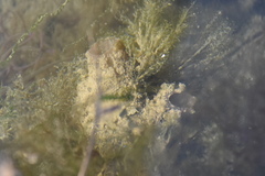 Ascidiella aspersa