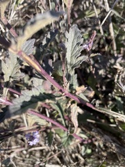 Verbena menthifolia
