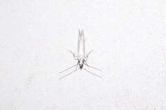 Eucalantica polita