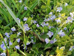 Veronica filiformis