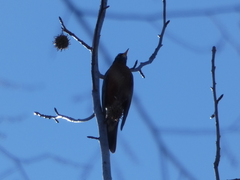 Turdus migratorius