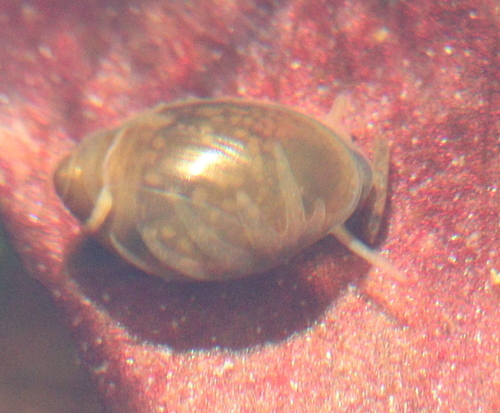 Common Bladder Snail
